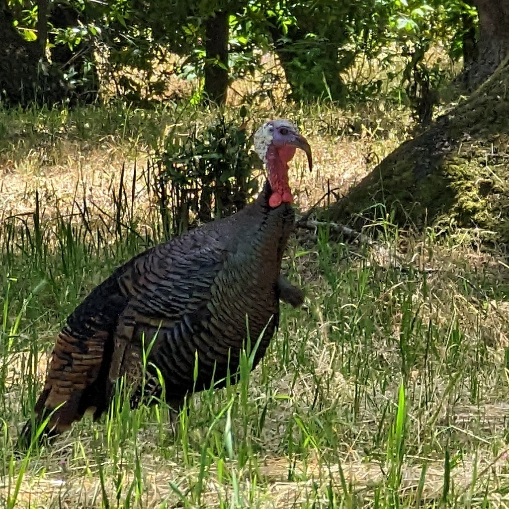 Wild Turkey in CA